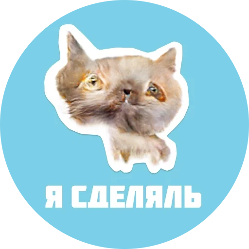 cats, phoque avec inscription, stickers chat sibérien