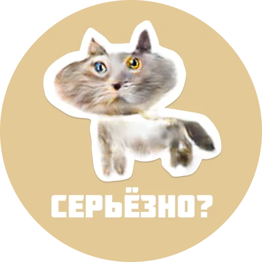 кот, серьёзно, матершинные котики