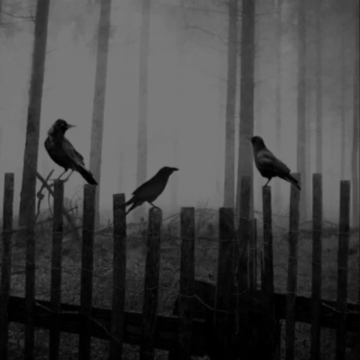 birds fog, the silhouette of a bird, crows to the fence, gloomy photos, the contours of birds are fenced