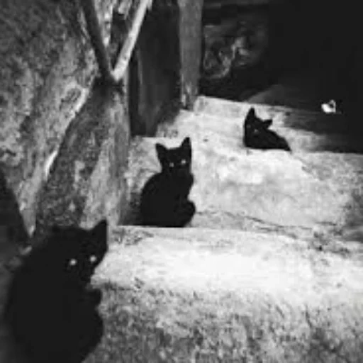 chat noir, chat noir, chat noir, photographe sergio larrain, vladimir rufinovich lagranzh