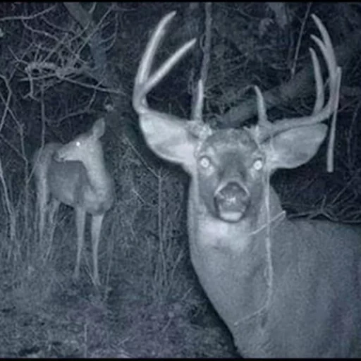 cerf, web profond, caméra cachée, la vision nocturne, un cerf terrible