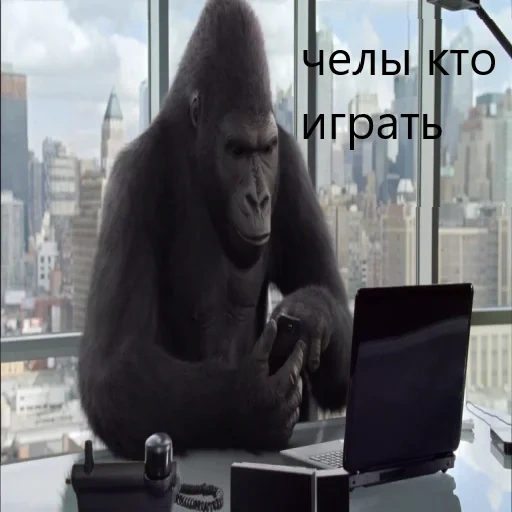 горилла, gorilla glass, горилла офисе, горилла обезьяна, горилла за компьютером
