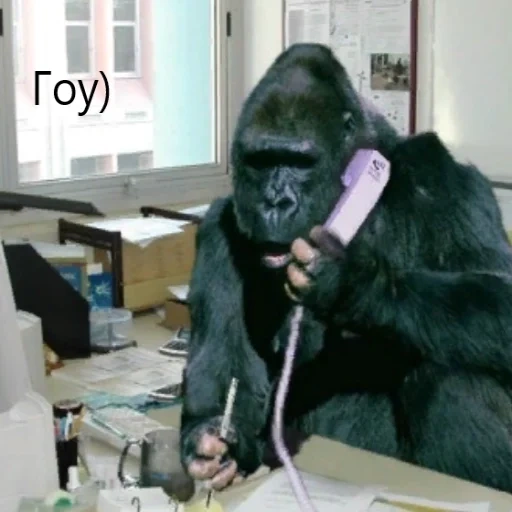 gorillaz, tag gorilla, coco gorilla, monyet ke kantor, monyet itu lucu