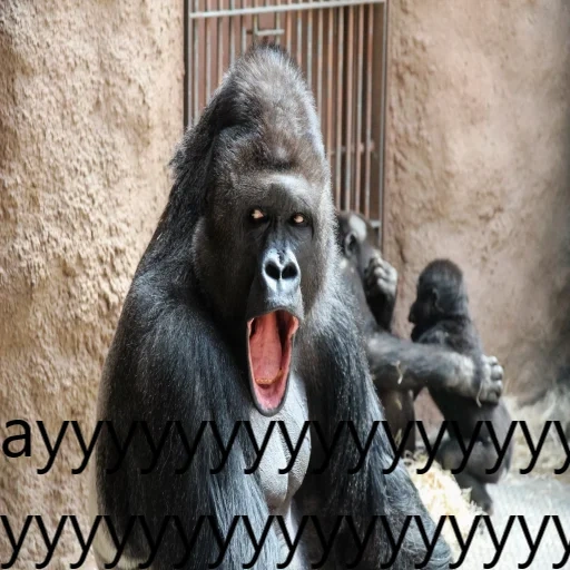 gorilla, gorilla malvagio, gorilla sbadiglia, gorilla urla, gorilla è ridicolo
