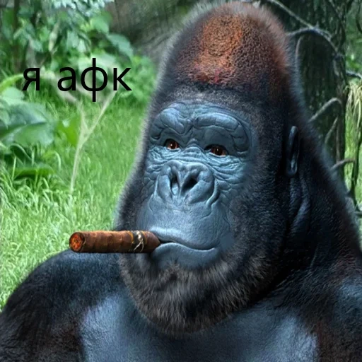 ilya, gorila, memborilla, gorilla feliz, cigarro de gorila