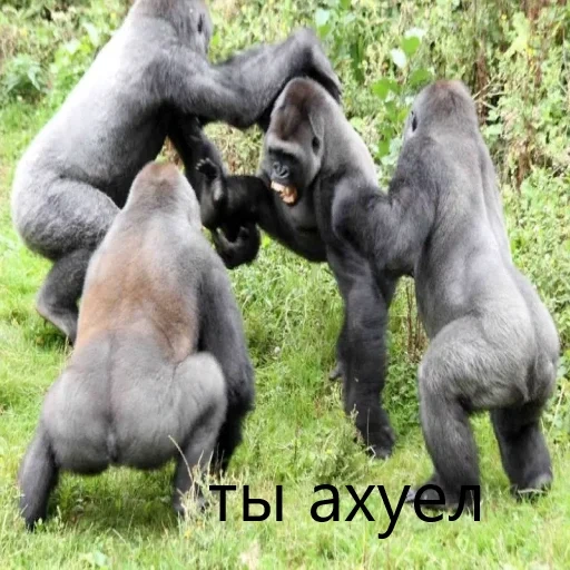 ovnik, gorilla, fighting gorilla, gorilla male, gorilla