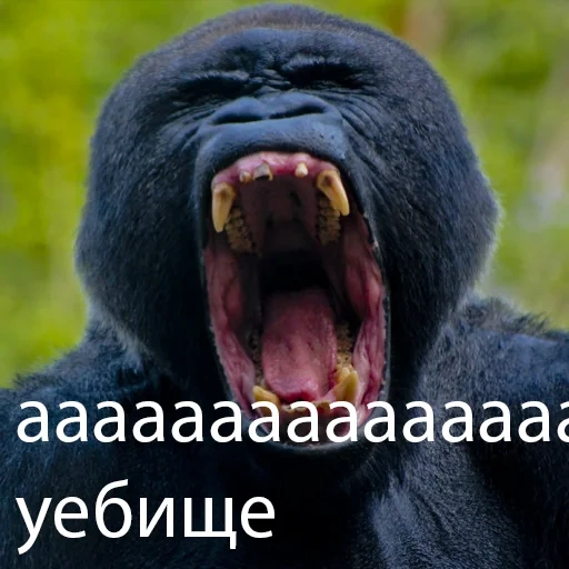 gorille, gorille maléfique, le singe rit, le rire du singe, gorille effrayant