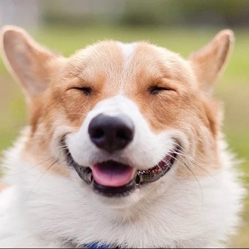 sorriso per cani, cane di un sorriso di una razza, little corgs-smile, razza velsh korgi pembrock, cane di razza corgi