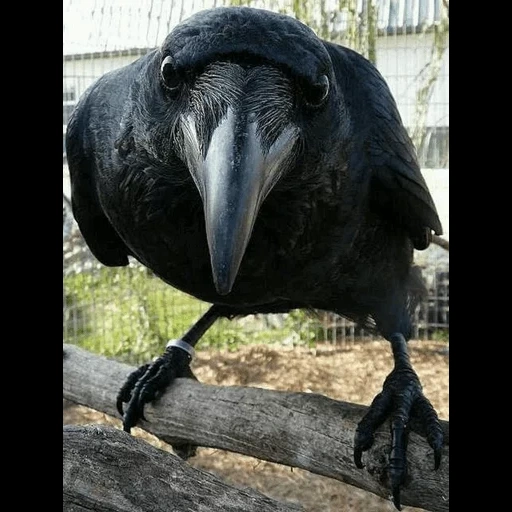 ворона, умная ворона, ворон черный, красивые птицы
