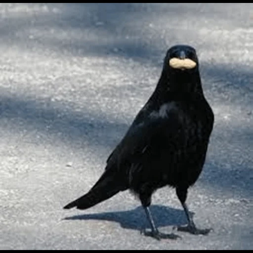 птица грач, птица ворона, птица черная, птица вольная, птица величиной ворону