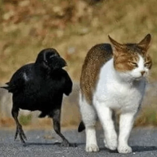 кот, кошка, кот ворона, кошка кошка, смешные коты