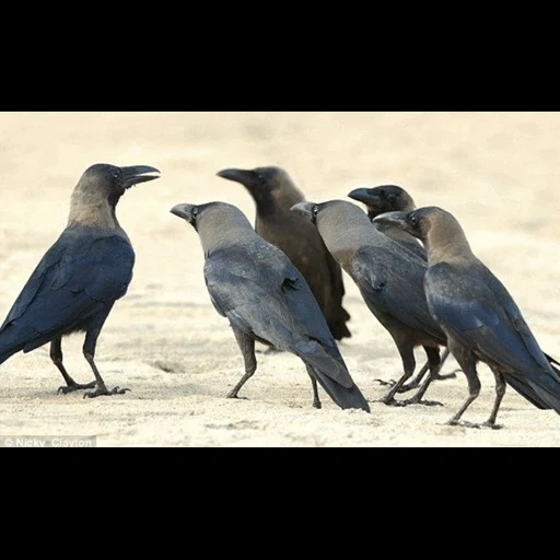 crow, птицы, ворона, животные, raven bird