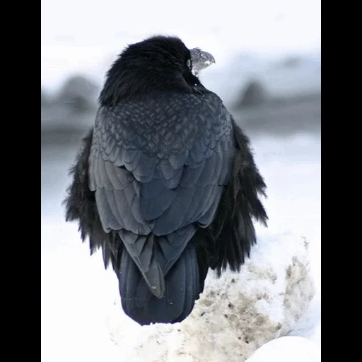 ворон, ворона, black raven, ворон ворона, raven или crow