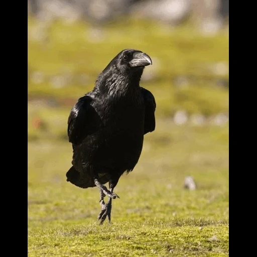 raven bird, птица ворона, птица вольная, черный ворон птица, обыкновенный ворон птица