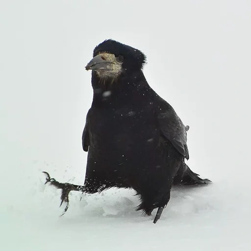 птица грач, грачи зимой, грачи снегу, ворона снегу, птица ворона