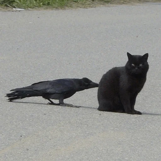 ворона, черный кот, ворона кот, чёрная кошка, птица ворона