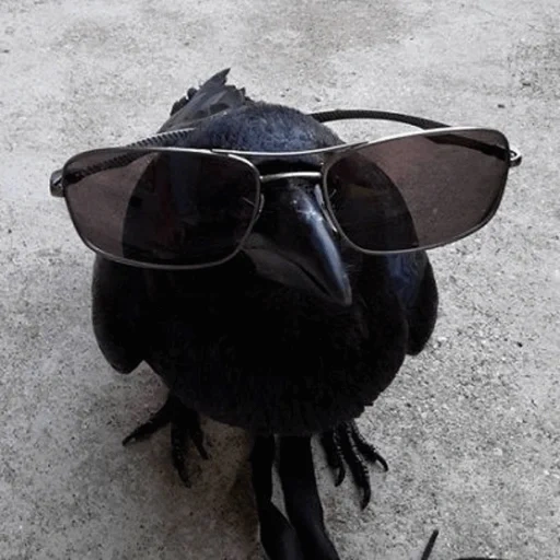 вороны мем, очки смешные, смешная ворона