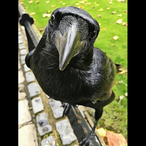 ворон ворона, птица смешная, смешная ворона, смешные животные, черный ворон птица