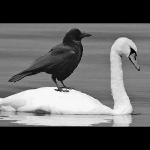 птицы белые, птицы черные, птица лебедь, птицы черно белые, лебедь черный белый серый