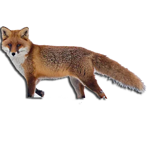 renard, fox fox, animaux de forêt, fox avec un fond blanc, figure schleich fox 14782