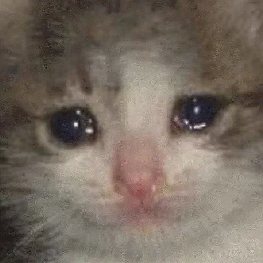 gatos lloradores, gato llorando, meme de gato llorando, un gato llorón, gatito con lágrimas de ojos