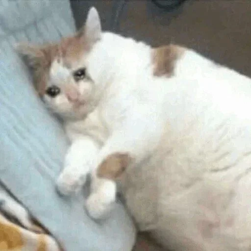 cat, the cat is fat, fat cat, fat cat meme, a thick crying cat