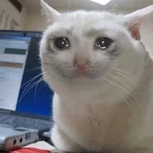 crying cats, the cat cries the meme, mem crying cat, crying cat meme, sad cat meme