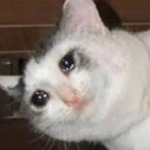 el gato está llorando, gatos lloradores, el gato llora con un meme, memes de gatos llorando, desguje de gatos llorando