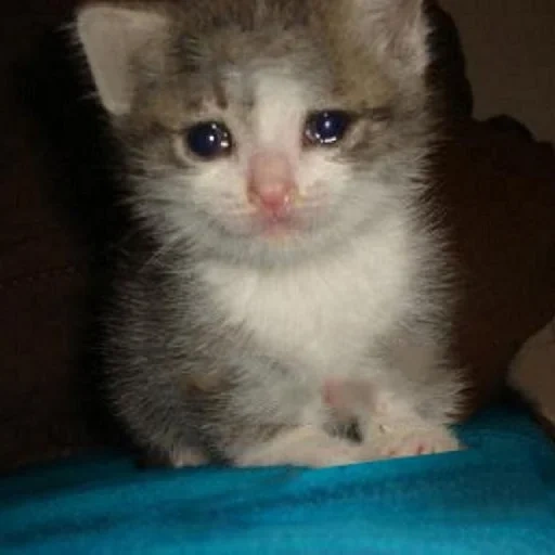 kucing menangis, kitty dengan air mata, crying cat, kucing sedih, anak kucing menangis