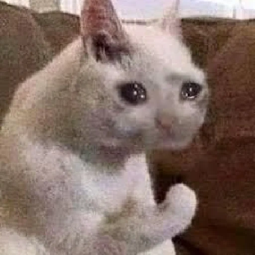 meme de gato, meme de gato, el gato llora el meme, un gato llorón, memes de gatos llorando