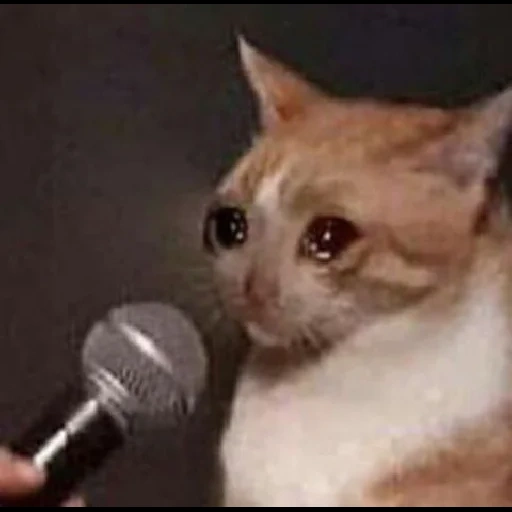 mem cat, the cat is a microphone, coughing cat meme, popular meme by a cat, cat microphone meme is clean