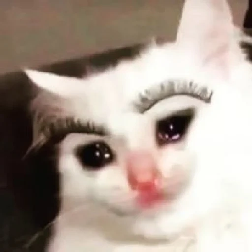 cat eyebrows, crying cats, cat with eyebrows, memic cute cat, crying cat meme