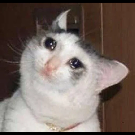 gato llorando, gatos lloradores, el gato llora con un meme, meme de gato llorando, memes de gatos llorando