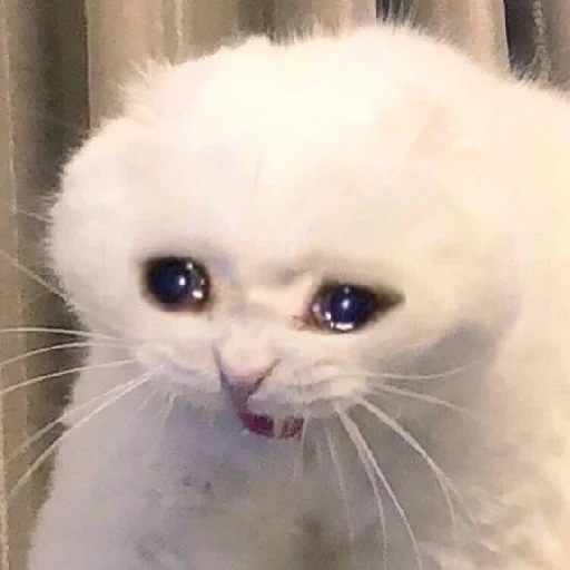 gato llorando, gatos lloradores, gato llorando, mete de gato triste, meme de gato llorando