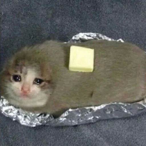 gato, un gato mememic, gatos lloradores, el gato llora con un meme, memes de gatos llorando