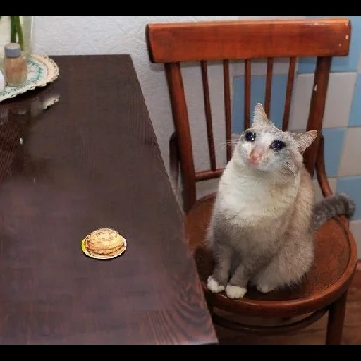 cat, cat jazz, cat pancakes, cat pancakes, satisfied cat