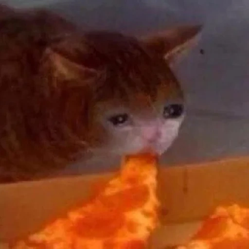 cat, cats, nastya kamensky, the crying cat eats, sad cat with pizza