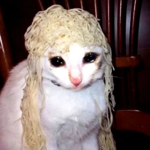 the cat is a wig, funny animals, funny animals, cute cats are funny, funny animal faces