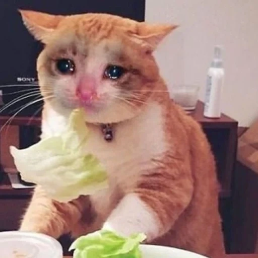 the cat eats, memes jokes, cat cabbage, nifkusna is sad, sad but delicious cat