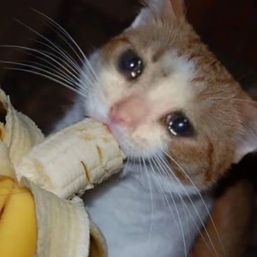 gato, selo, o gato está comendo bananas, cat chorando para comer, gatos fofos são engraçados