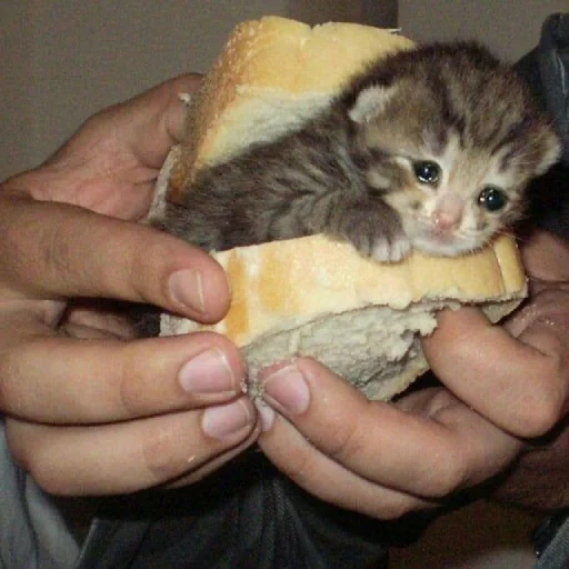 кот, кошки, кошечка, смешные котики, бутерброд котенком