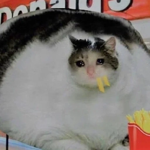 кот, жирный кот, толстый кот, толстый котик, котики смешные
