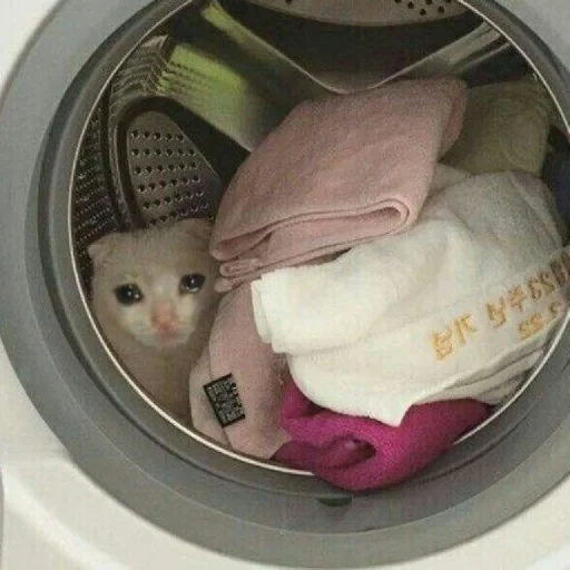 lavado de gatos, los gatos son divertidos, los lindos gatos son divertidos, gato de meme de la lavadora, memes sobre lavadoras de gatos