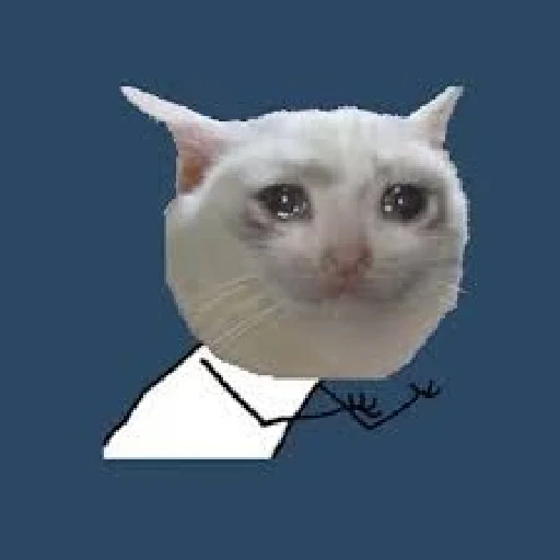 meme gatto, meme di gatto piangente, meme gatto bianco malvagio, piangendo meme di gatti, la tua bocca zitti un gatto meme