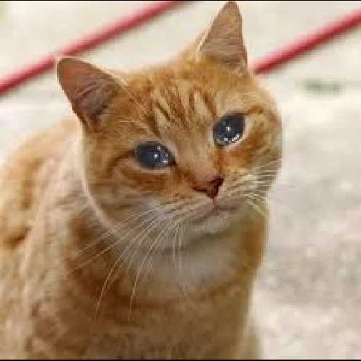 gato, cat, gato, gato vermelho, gato de pêlo curto europeu vermelho