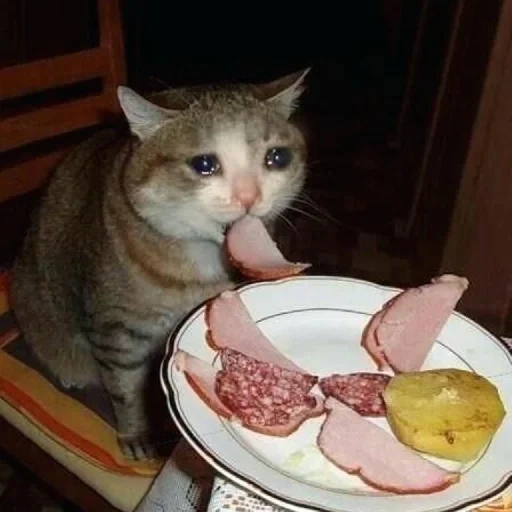 кот, кот сосиска, заплаканный кот, вкусно но грустно, кот ворует колбасу