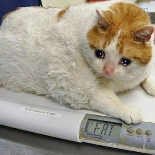 кот, толстый кот, самый жирный кот, жирный кот весах, самый толстый кот