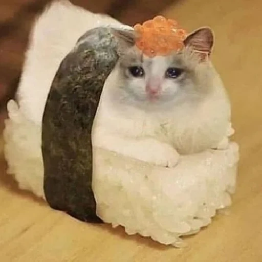 sushi, sushi cat, sushi cat, lelucon gulungan, rollai cat mem