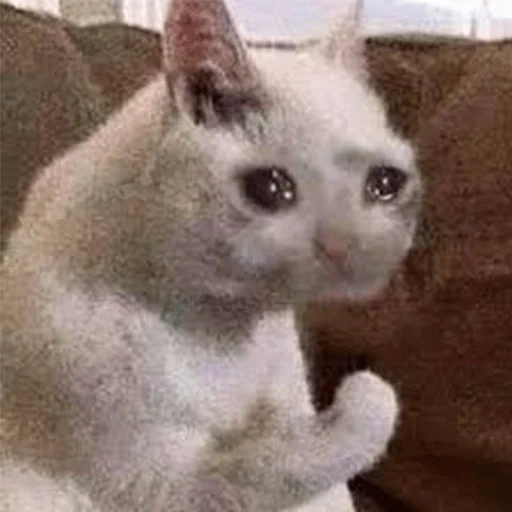 кошка мем, плачущий кот, плачущий кот мем, плачущие коты мемы, плачущий кот мем оригинал