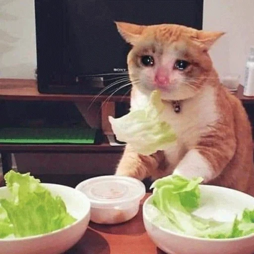 коты, кошка, мемы едой, котик кушает, нифкусна грустна